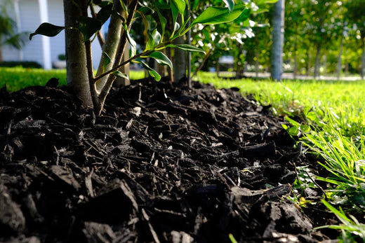 We talk to Claire from Sculpt about the benefits of mulch.