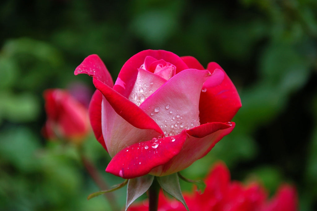 Gardening With Roses