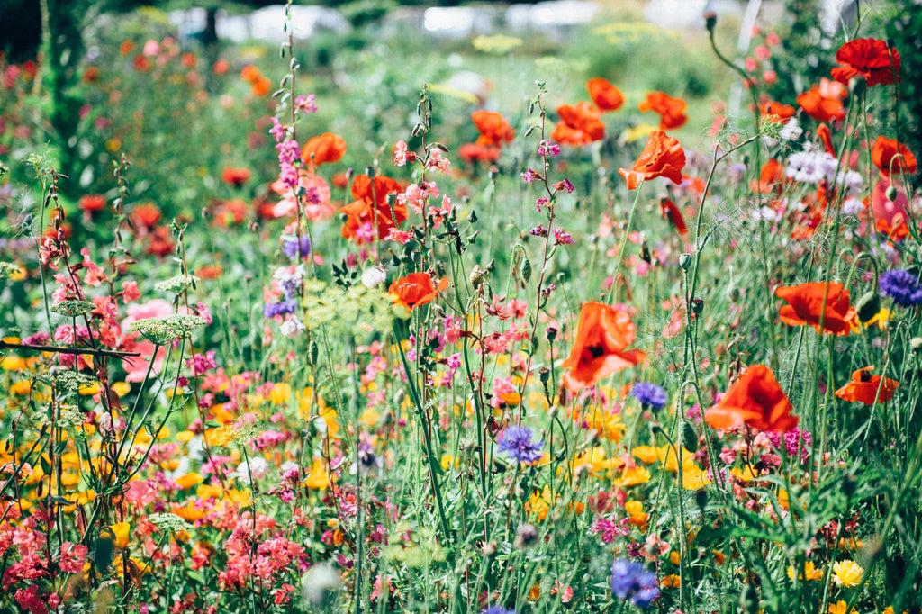 Spring Flower Planting