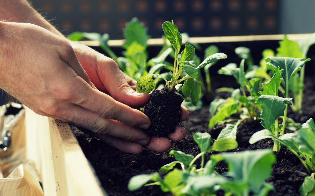 October Garden Guide & Landscaping Tips