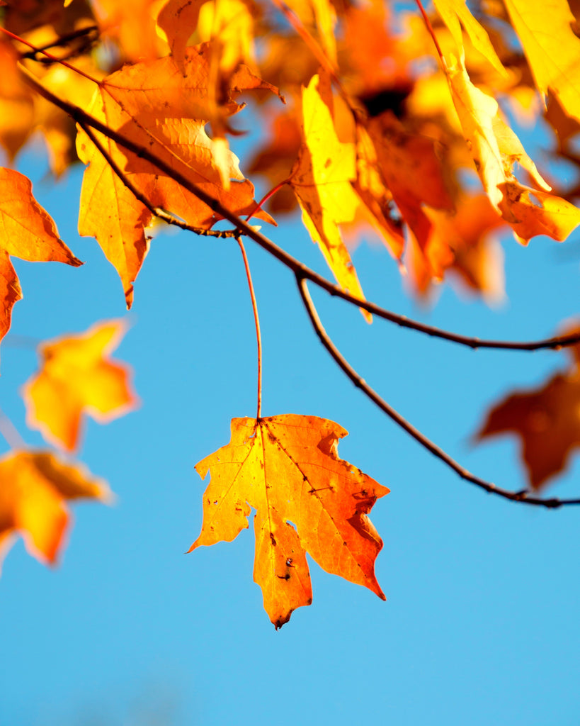 Autumn Colour