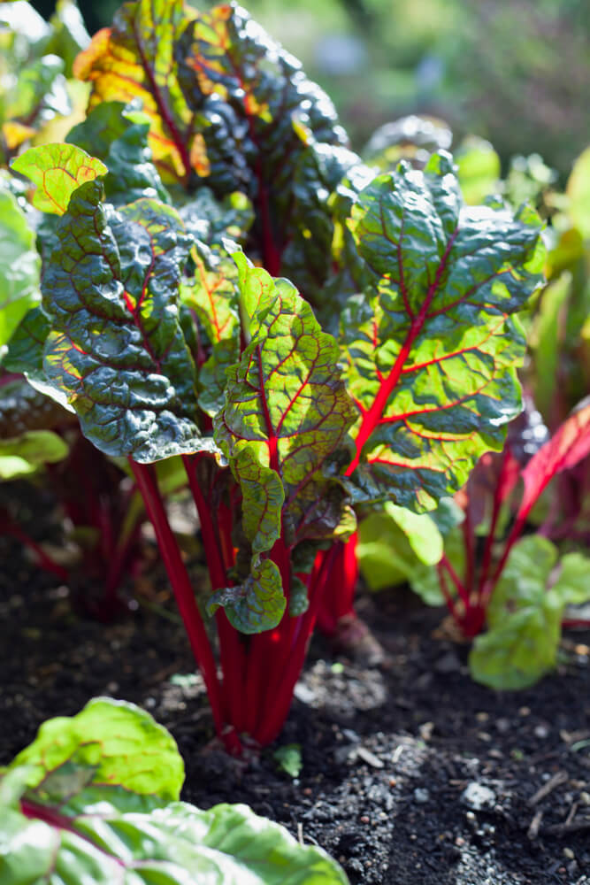 Garden Mix Premium (LP250)