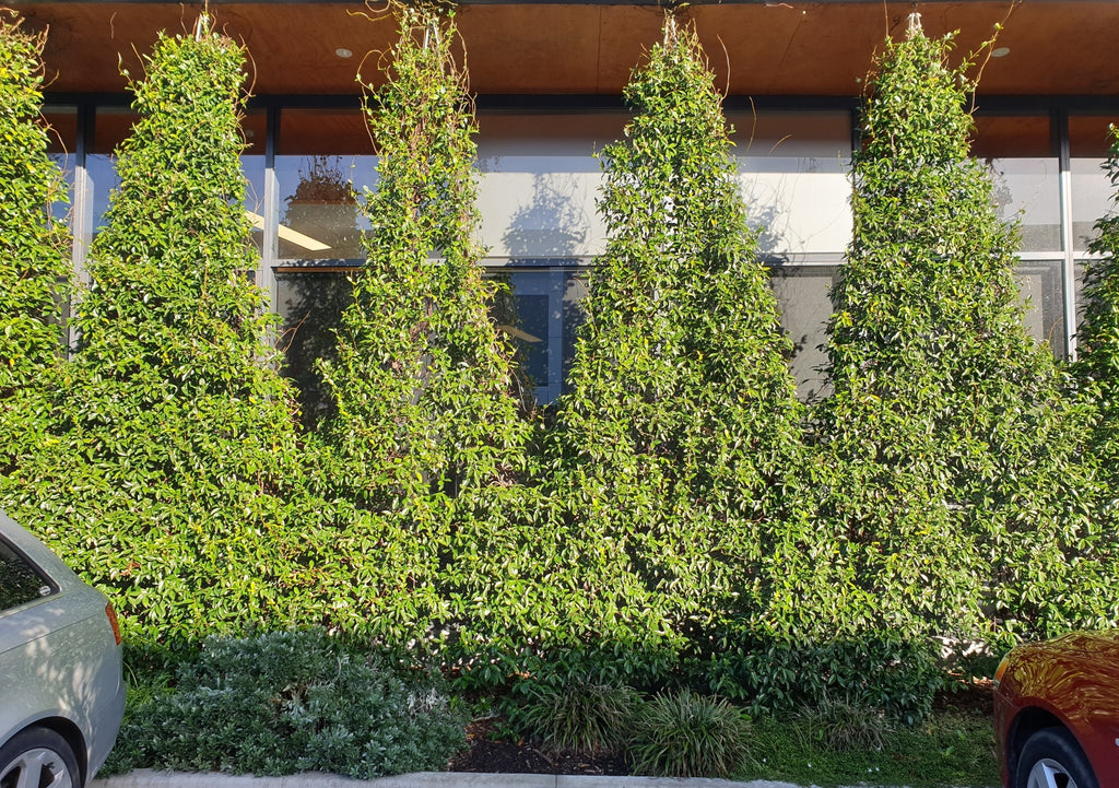 Grow a green 'wall' fast with climbers