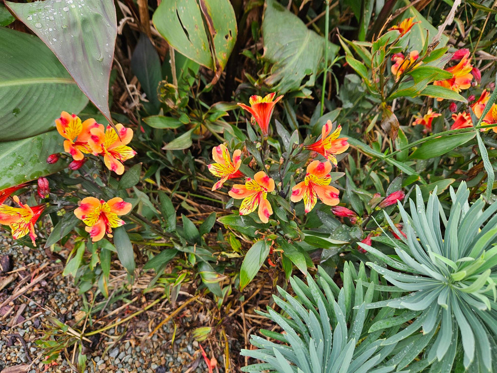 Top 10 Garden Tips for January