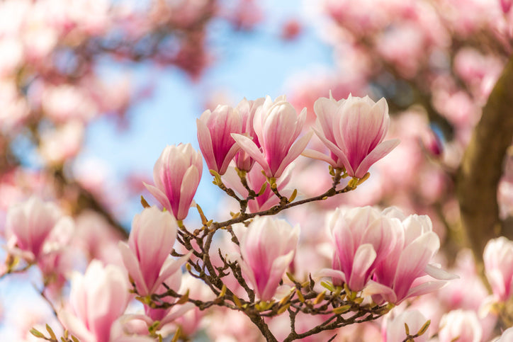 Mid-Winter Gardening Tips with Heather