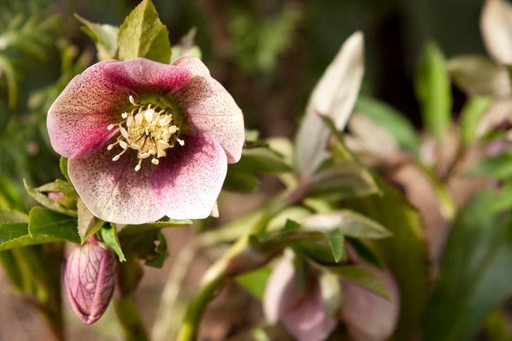 Winter Gardening in NZ: Heather's Top Tips for June and July