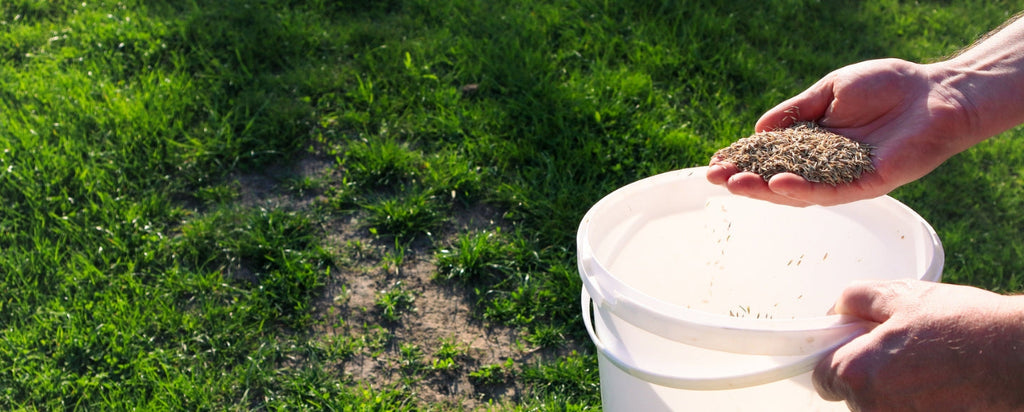 Spring gardening guide: What to plant, feed and prepare now