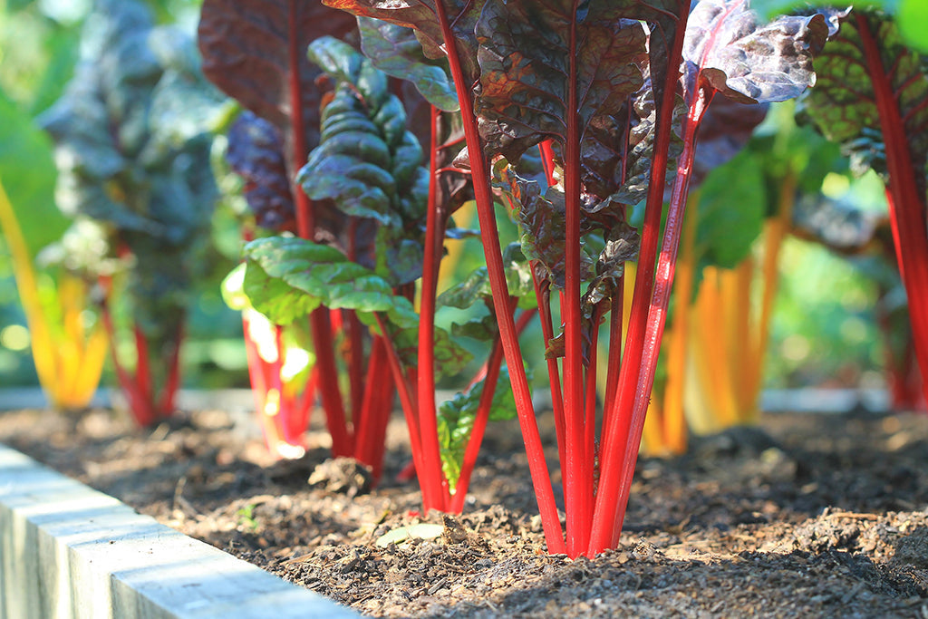 Autumn Garden Tips with Heather - May 2026