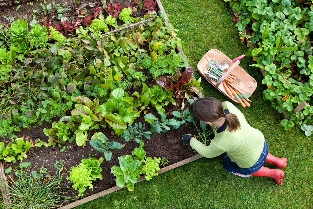 Top 10 Garden Tips for November