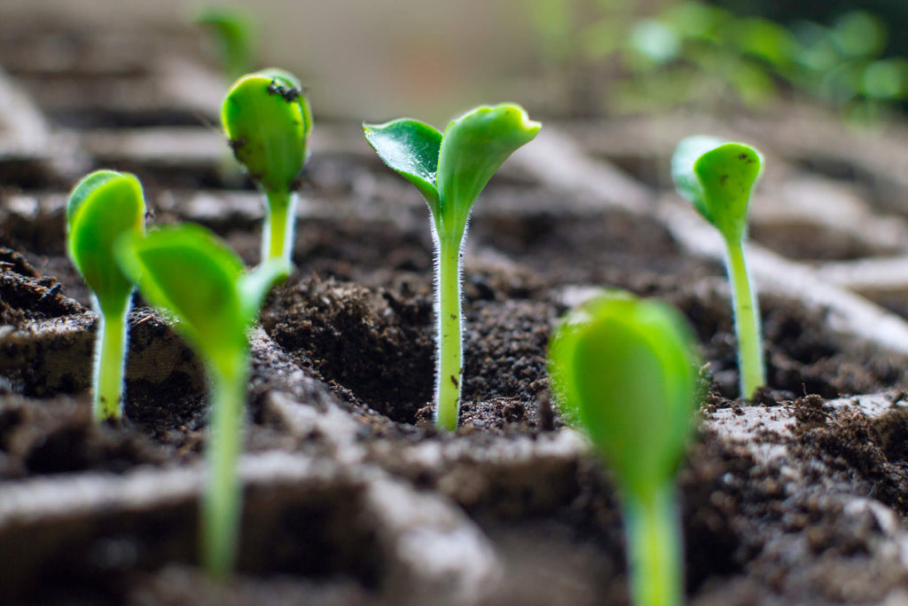 Early spring gardening guide: What to plant and do now