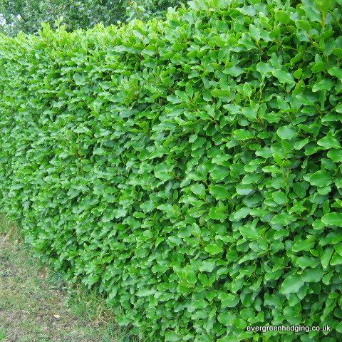 Hedge planting—Some tips on getting it right