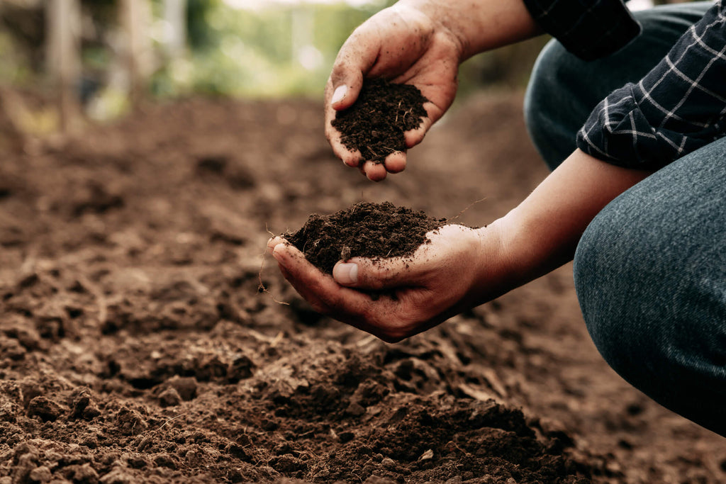Top 10 Gardening Tips for August