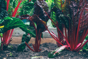 June Garden Tips