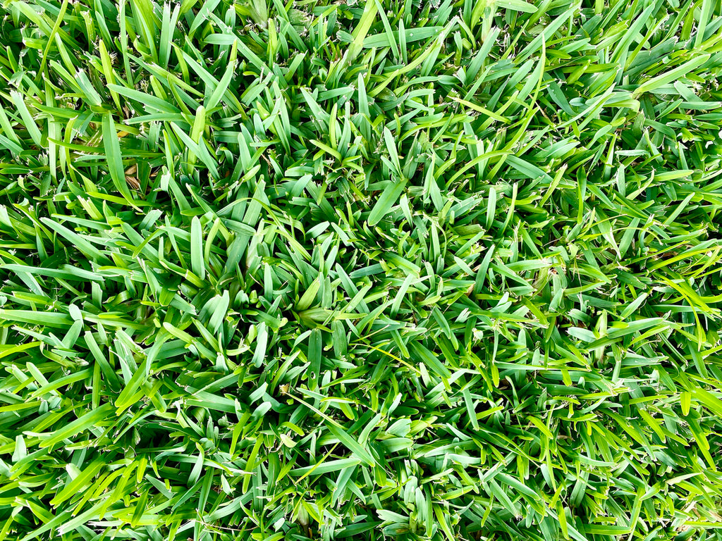 Prolawn Kikuyu Grass Seed | Central Landscape Supplies