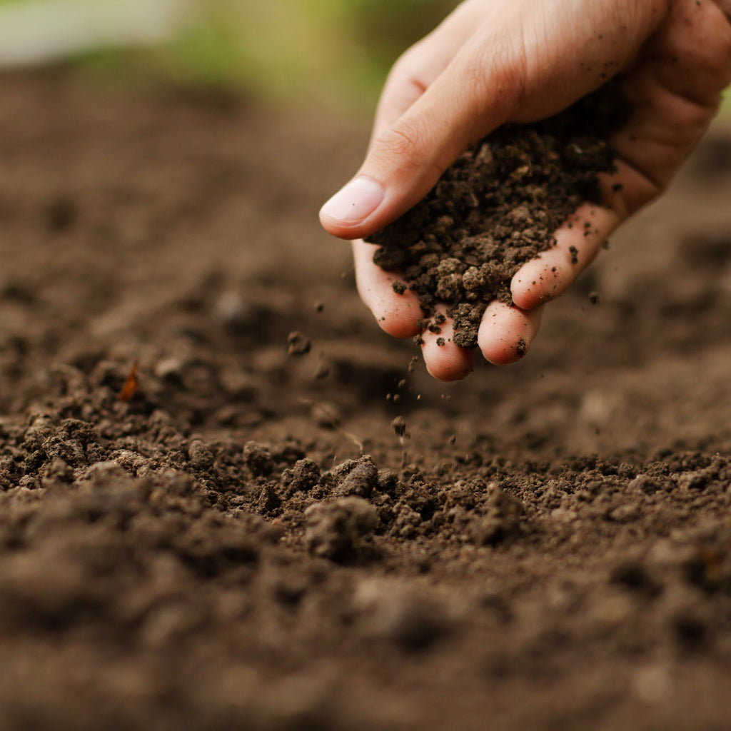 Premium Waikato Topsoil