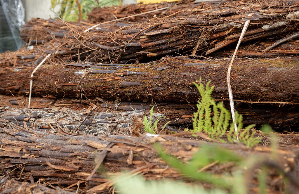 Ponga Trunk NZ Ponga Logs